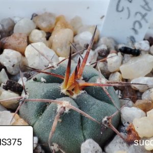 gymnocslycium armatum MS375