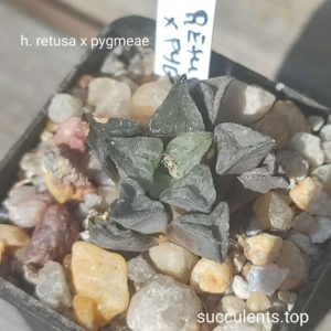 haworthia retusa x pygmeae