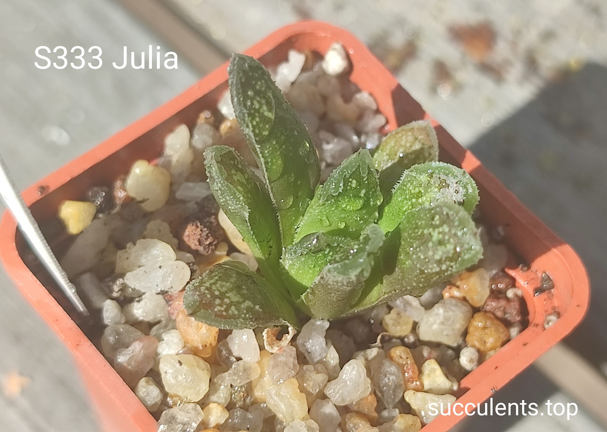haworthia julia S333 truncata selection