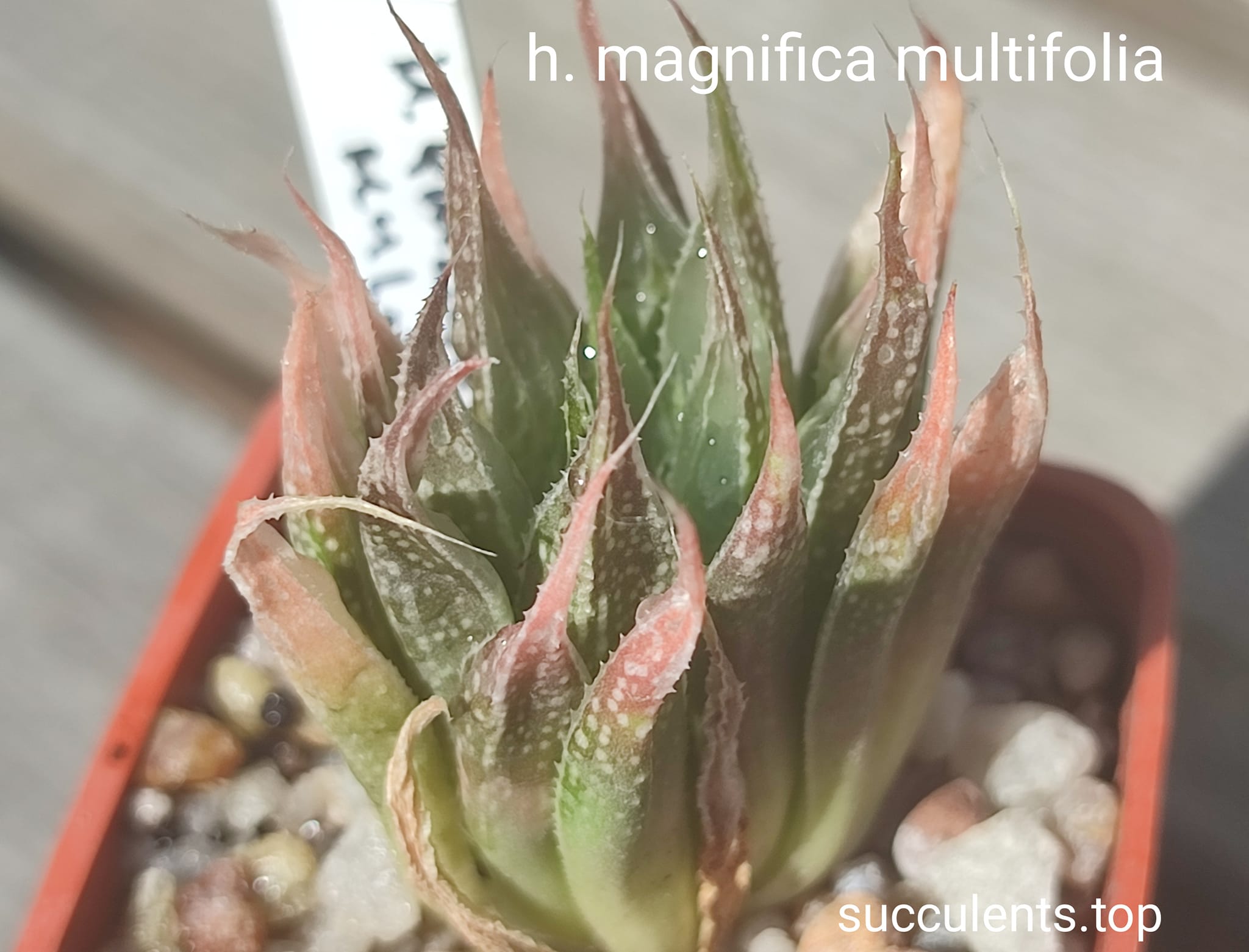 haworthia magnifica multifolia
