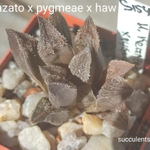 haworthia kegazato x pygmeae x haw