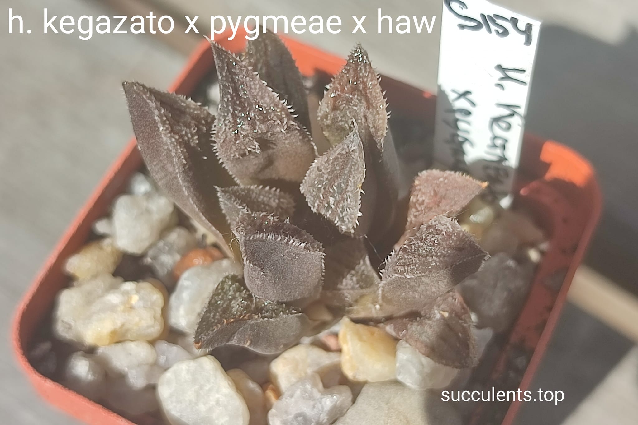 haworthia kegazato x pygmeae x haw