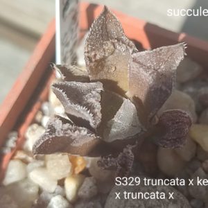 haworthia S329 truncata x kegazato x haw