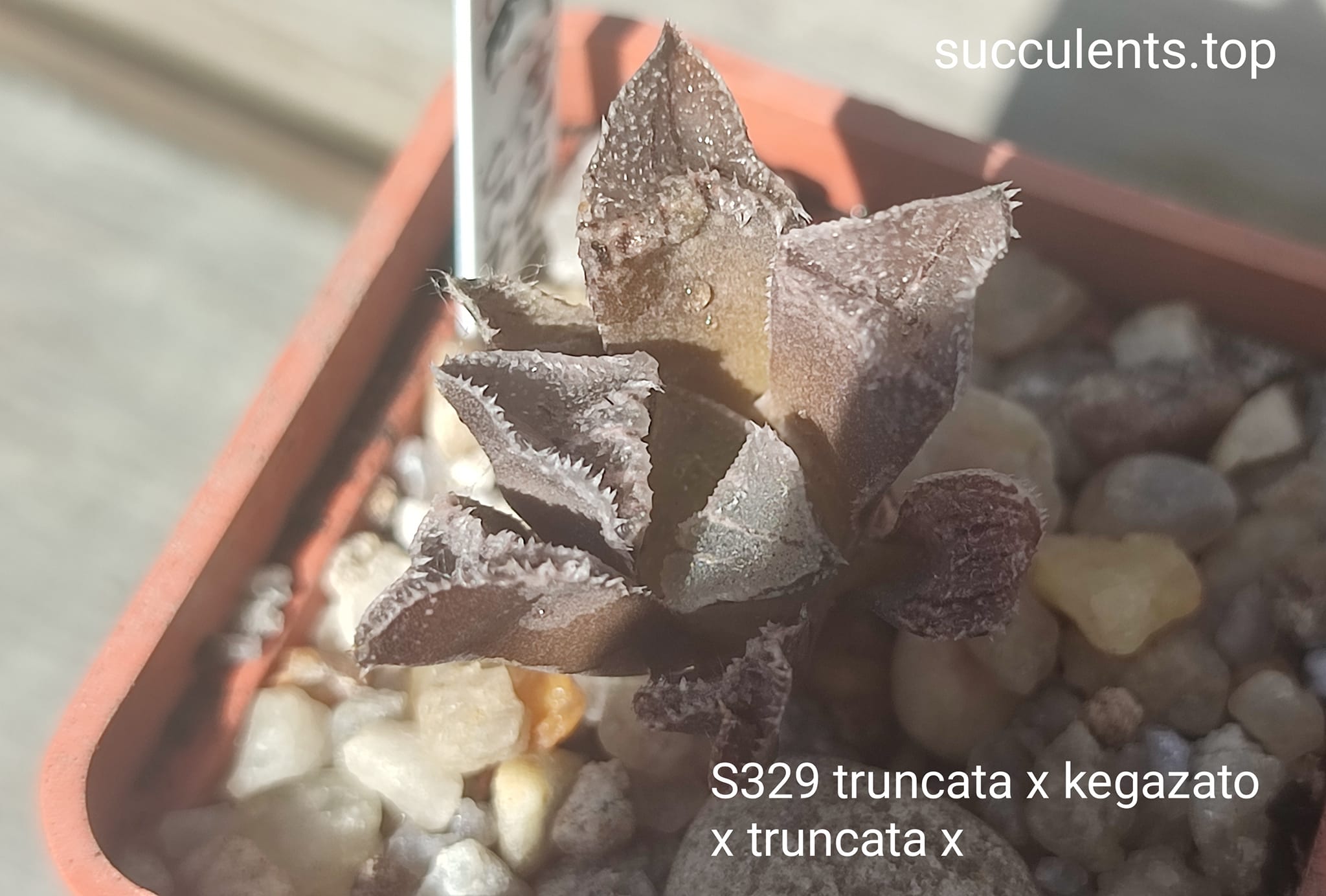 haworthia S329 truncata x kegazato x haw