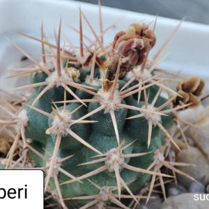gymnocalycium neuhuberi (pink flower)