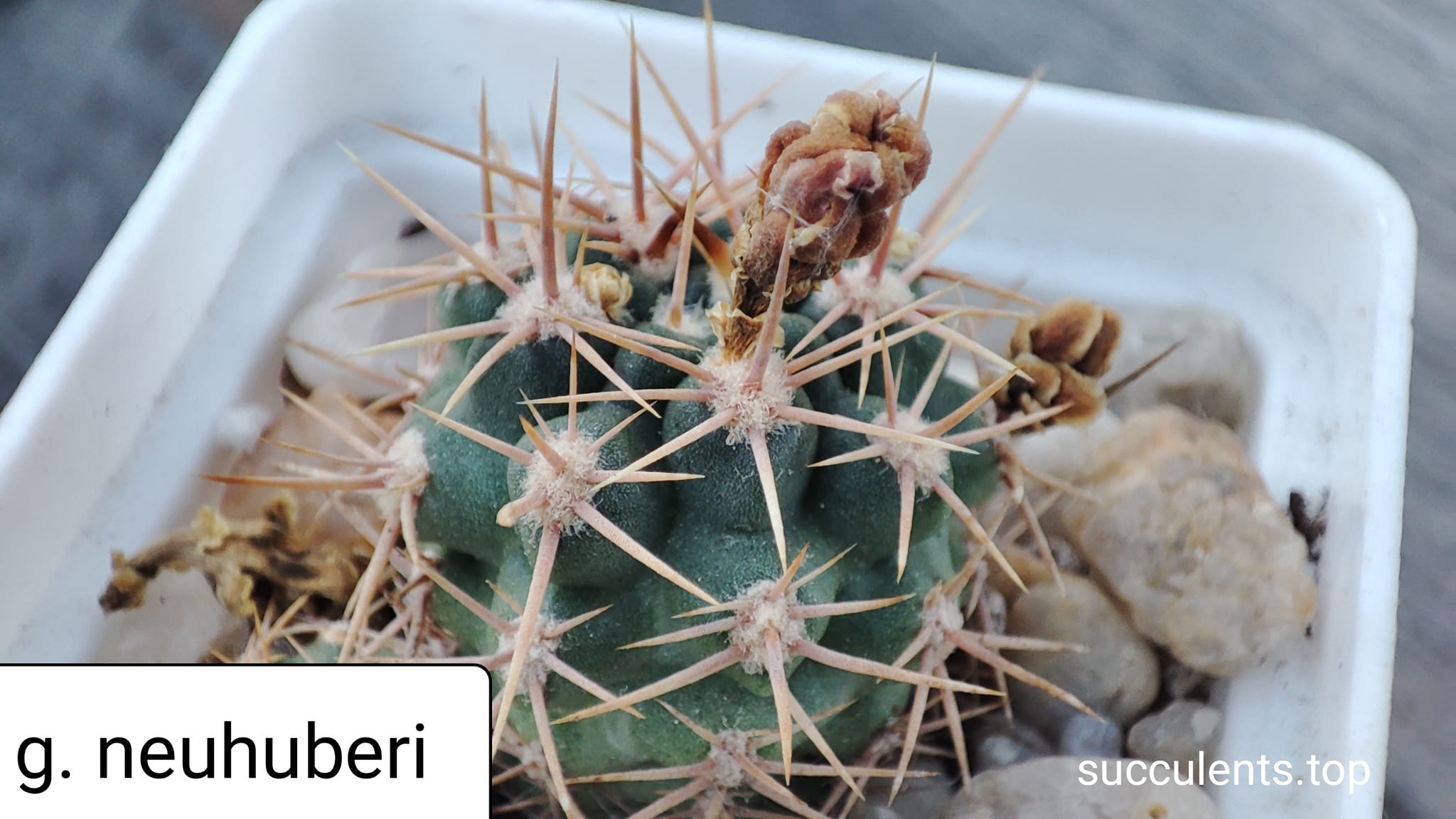 gymnocalycium neuhuberi (pink flower)