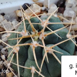 gymnocalycium intertextum MT08-400