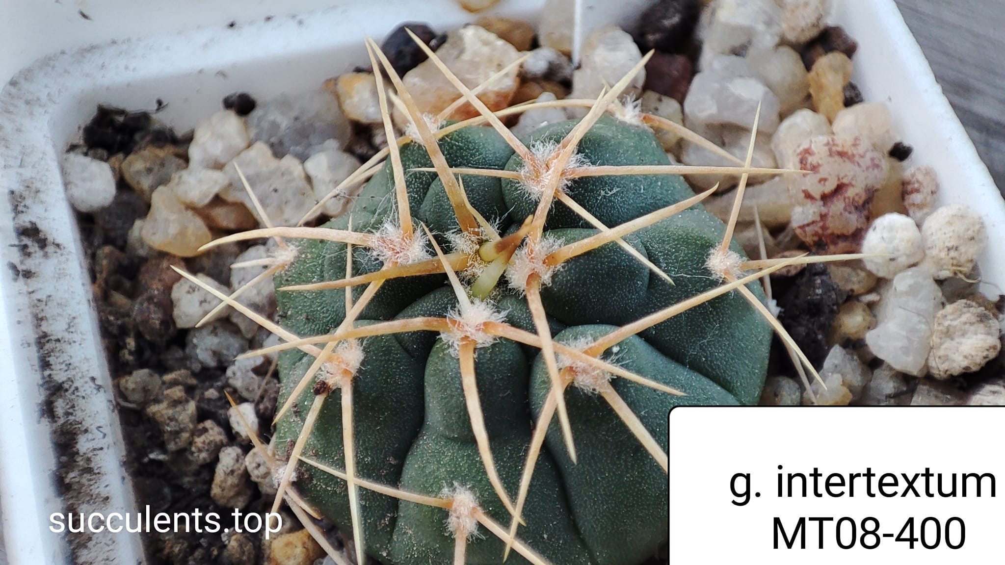 gymnocalycium intertextum MT08-400
