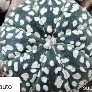 astrophytum super kabuto