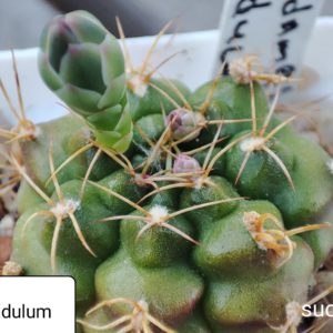 gymnocalycium damsii rotundulum