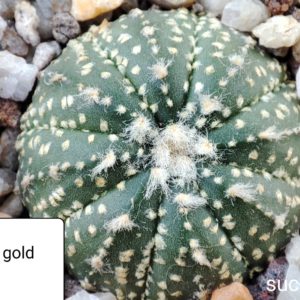 astrophytum super kabuto gold x astr