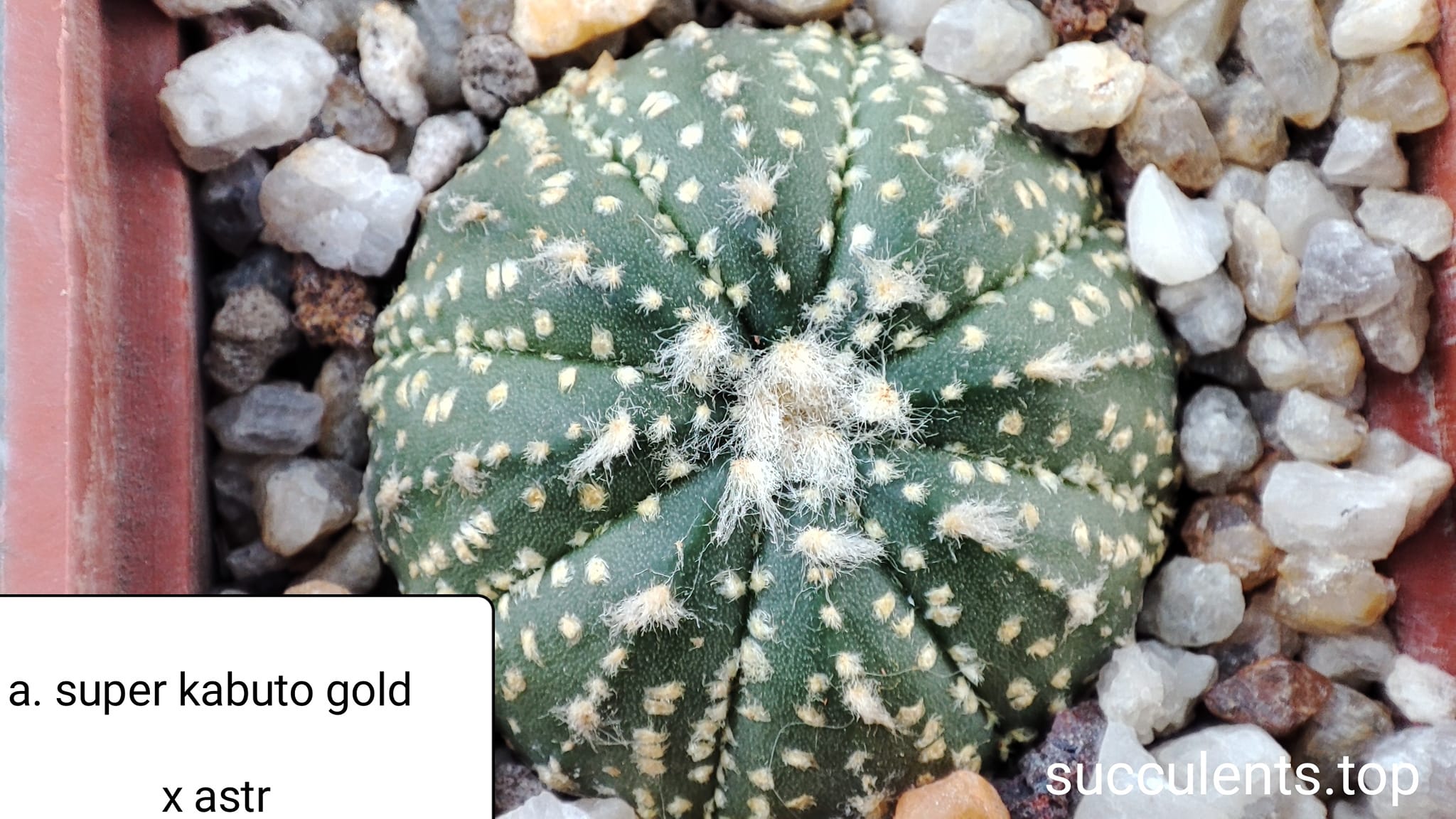 astrophytum super kabuto gold x astr