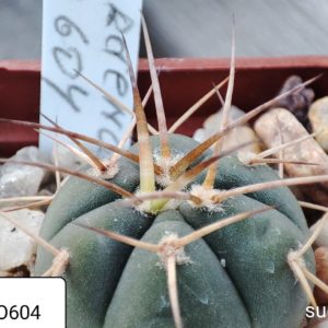 gymnocalycium armatum JO604