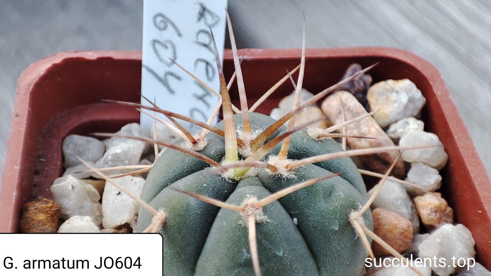 gymnocalycium armatum JO604