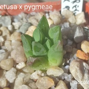 haworthia retusa x pygmeae