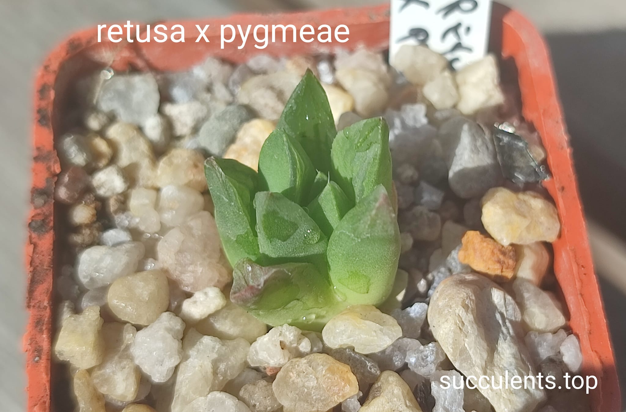 haworthia retusa x pygmeae