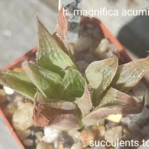 haworthia magnifica amiculata