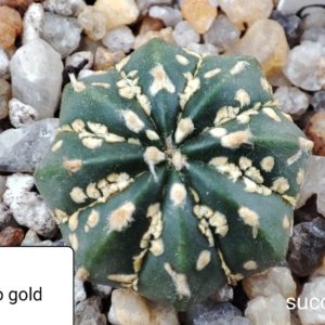 astrophytum super kaburo gold x astr