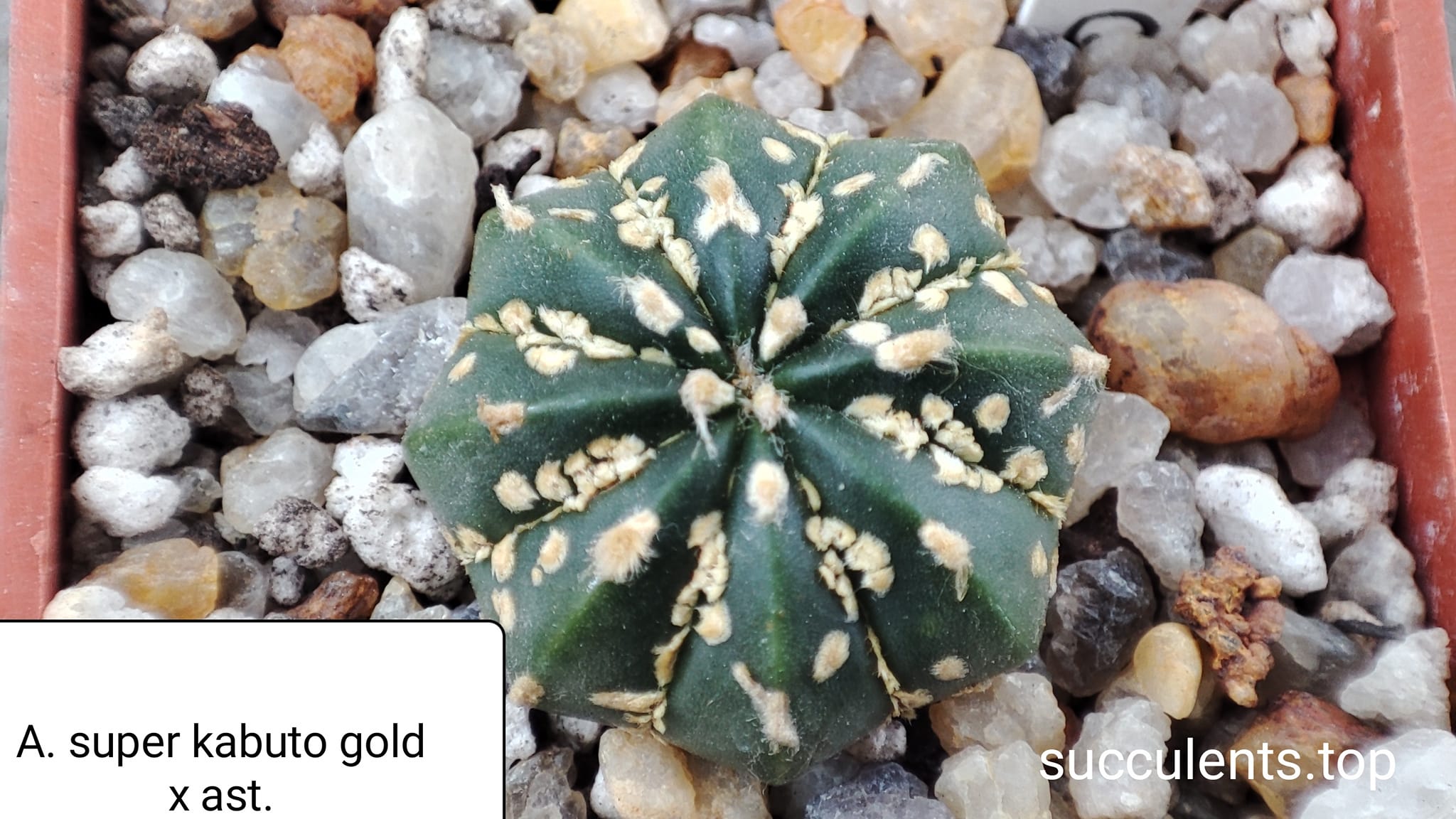 astrophytum super kaburo gold x astr