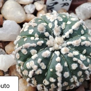 astrophytum super kabuto