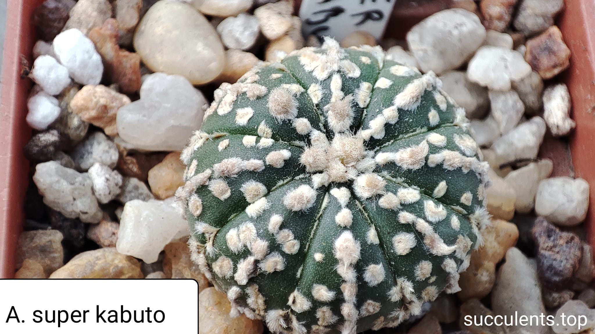 astrophytum super kabuto