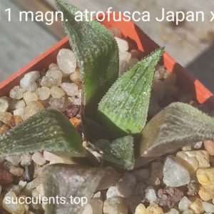 haworthia S111 magnifica atrofusca Japan x haw