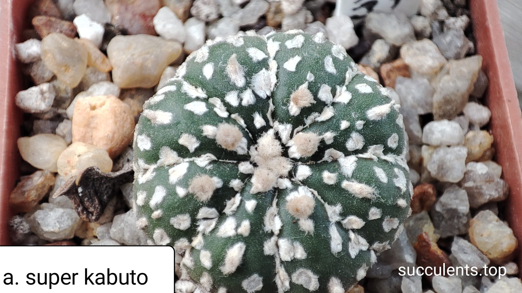 astrophytum super kabuto
