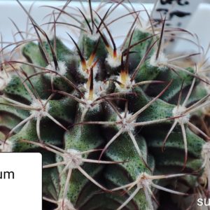 gymnocalycium friedrichii albiflora