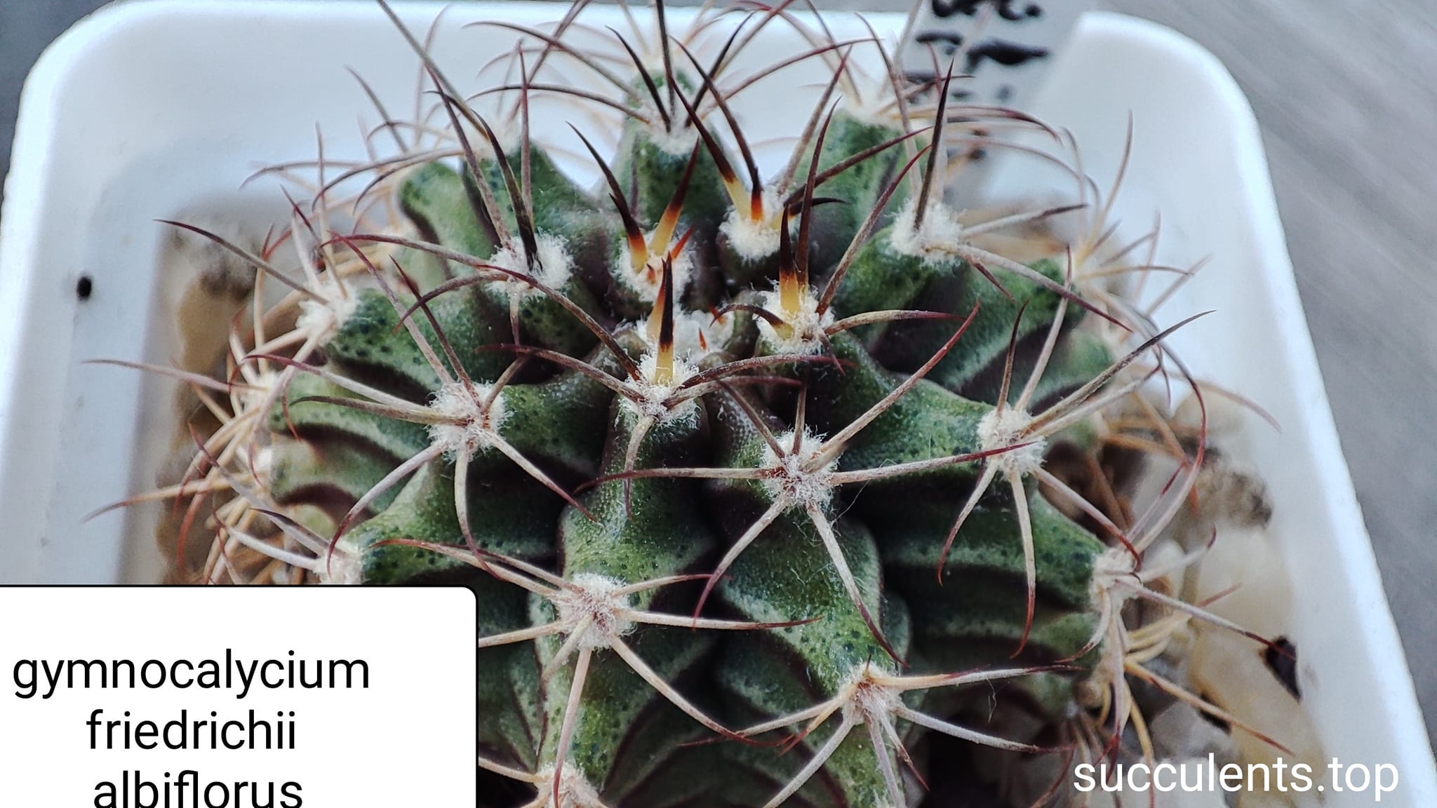 gymnocalycium friedrichii albiflora