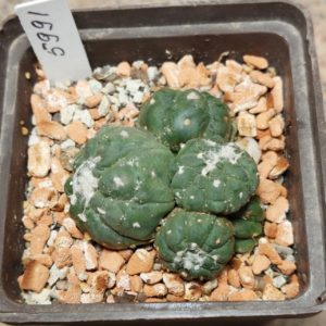 5991 Astrophytum asterias ‘Kikko Lizard Skin’