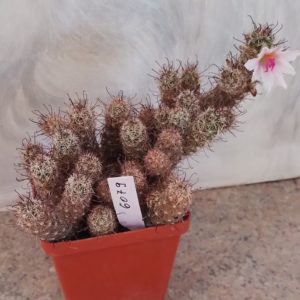 6079 Mammillaria thornberi весь горшик