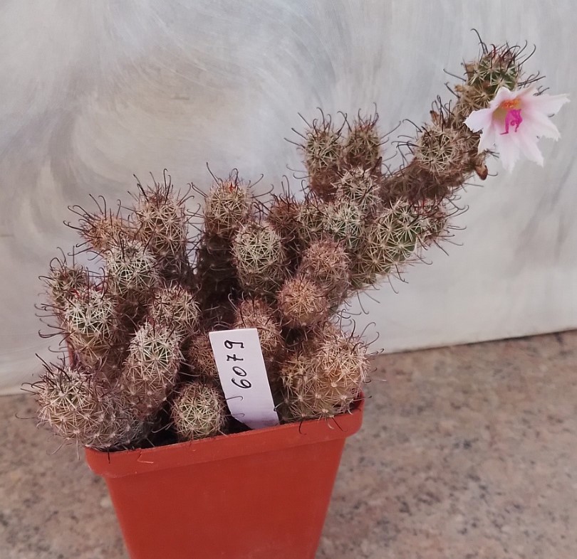 6079 Mammillaria thornberi весь горшик