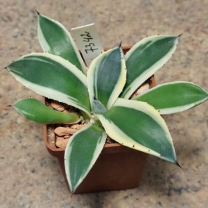 7342 Agave patonii f. variegata