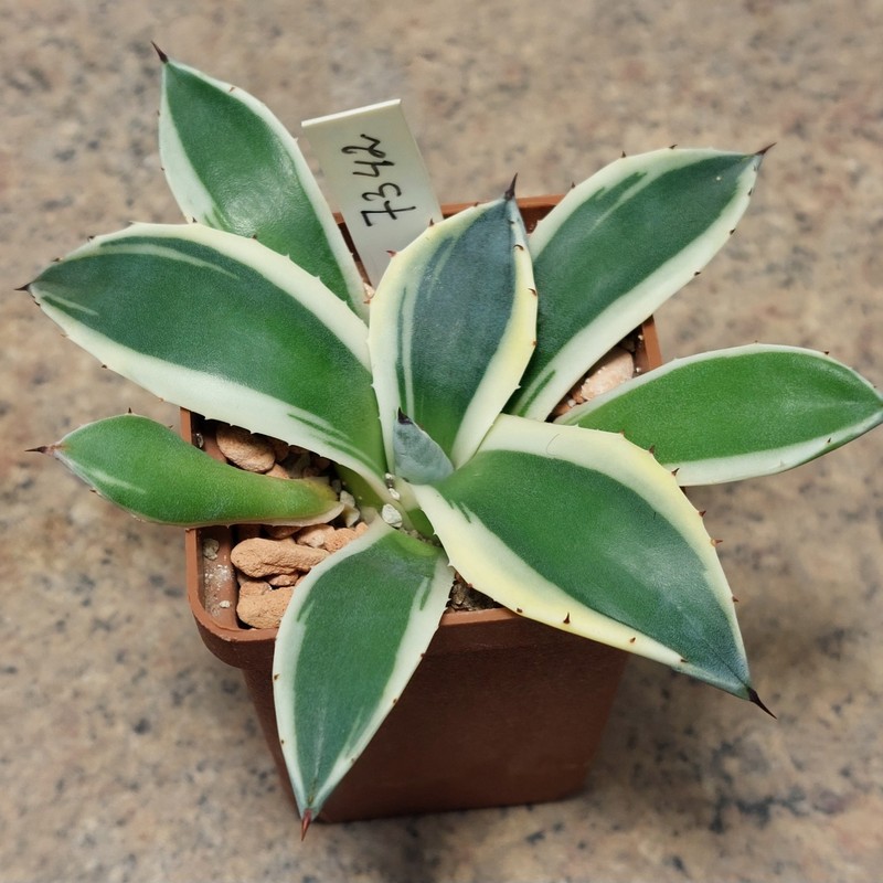 7342 Agave patonii f. variegata