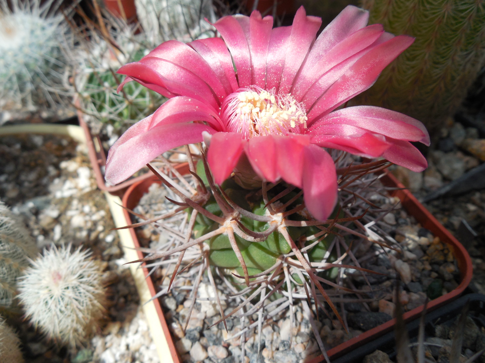 Gymnocalycium oenanthemum - v.longispinum - відбір -