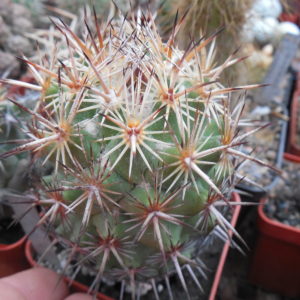 Coryphantha spec.   - MG -