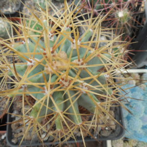 Ferocactus glaucescens - MG -