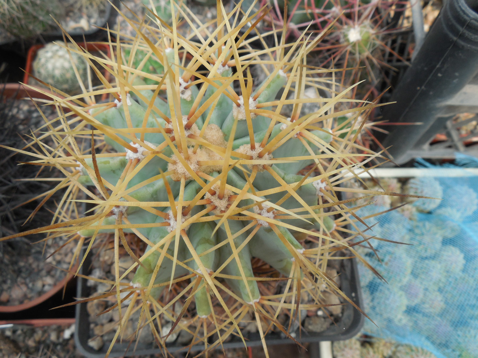 Ferocactus glaucescens - MG -