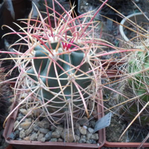 Ferocactus cylindraceus - e  Tecopa, CA.  MG