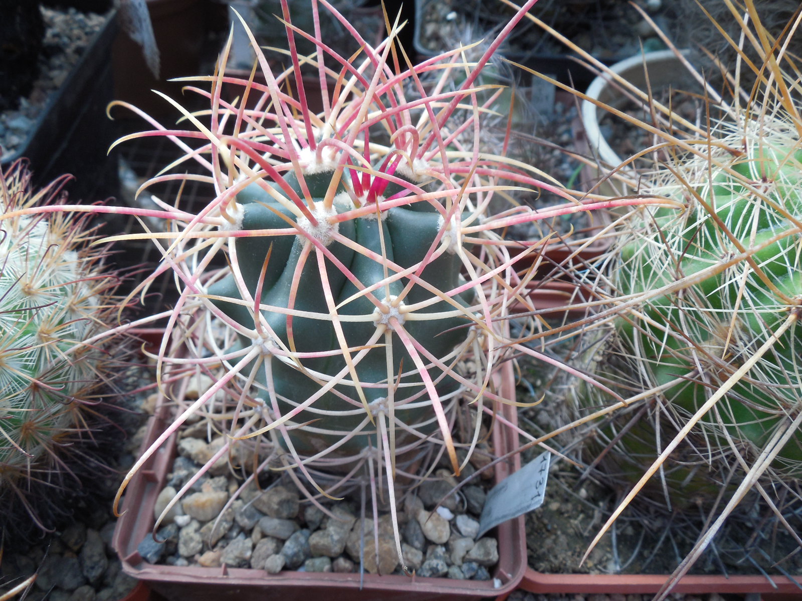 Ferocactus cylindraceus - e  Tecopa, CA.  MG