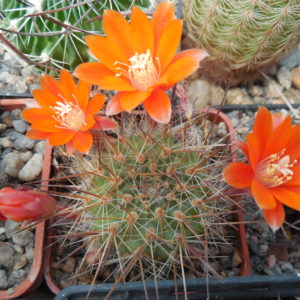 Rebutia (aylostera) robustispina R88 - MG -