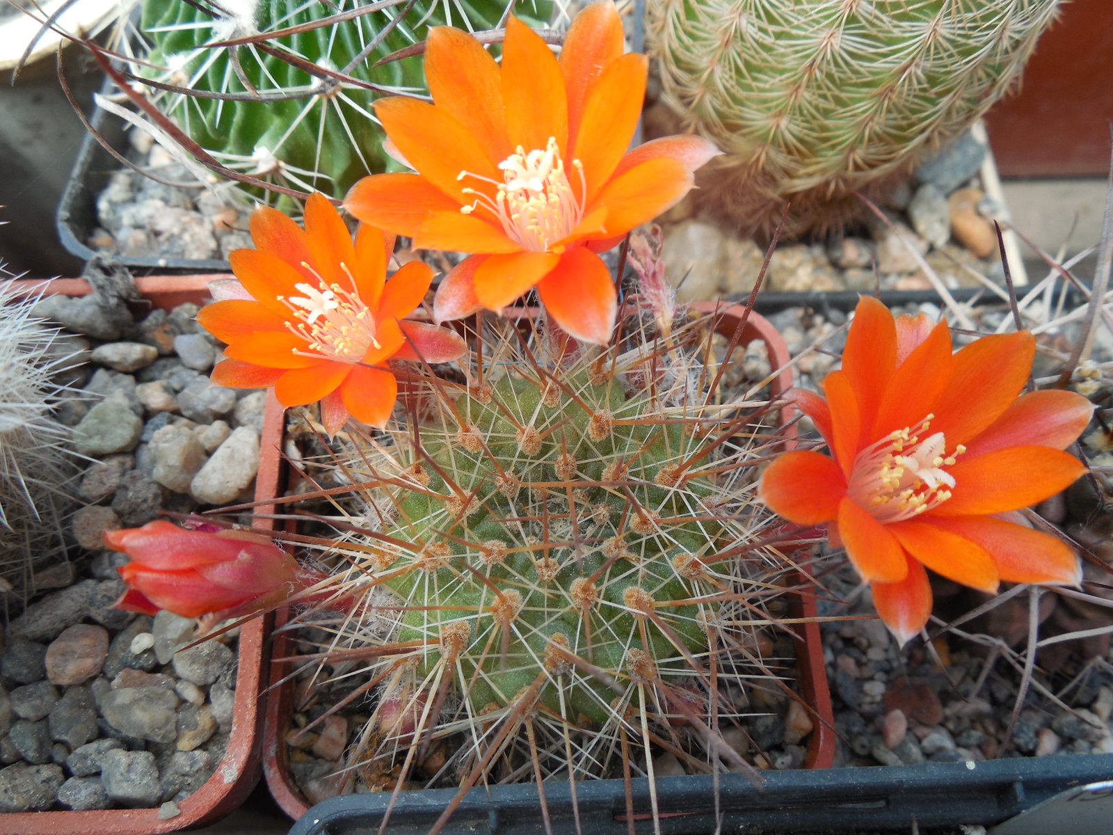Rebutia (aylostera) robustispina R88 - MG -