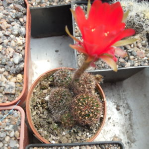 Lobivia arachnacantha - v.torecillasensis - червоноквіткова форма