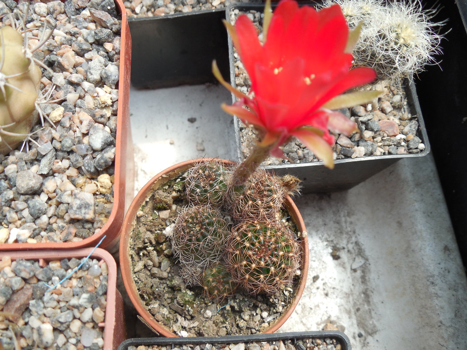Lobivia arachnacantha - v.torecillasensis - червоноквіткова форма