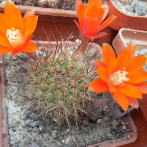 Rebutia (aylostera) robustispina R88 - MG -