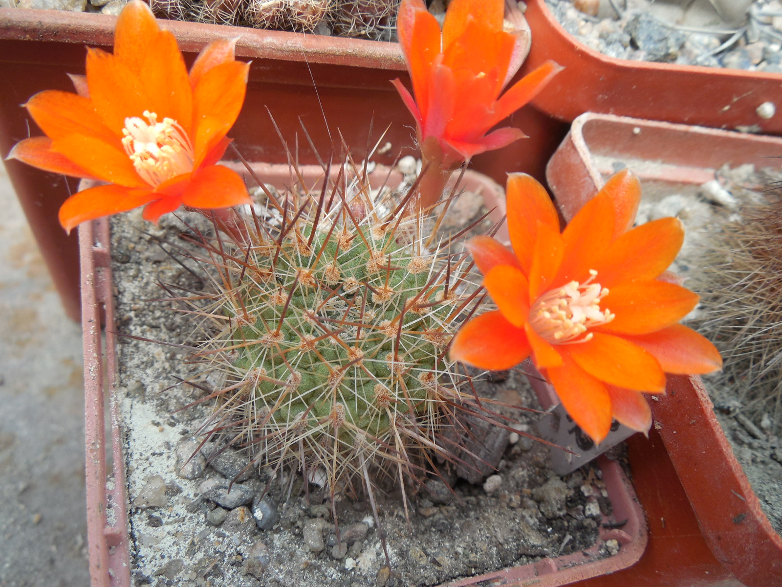 Rebutia (aylostera) robustispina R88 - MG -