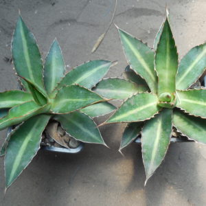 Agave lophantha - v. splendens