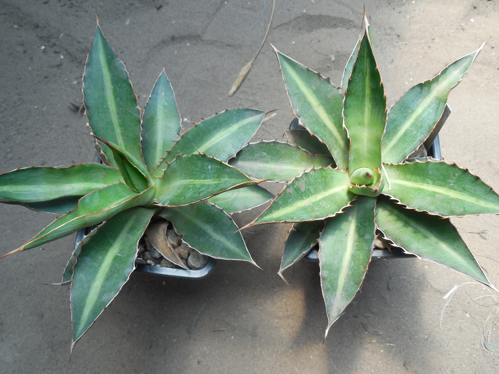 Agave lophantha - v. splendens