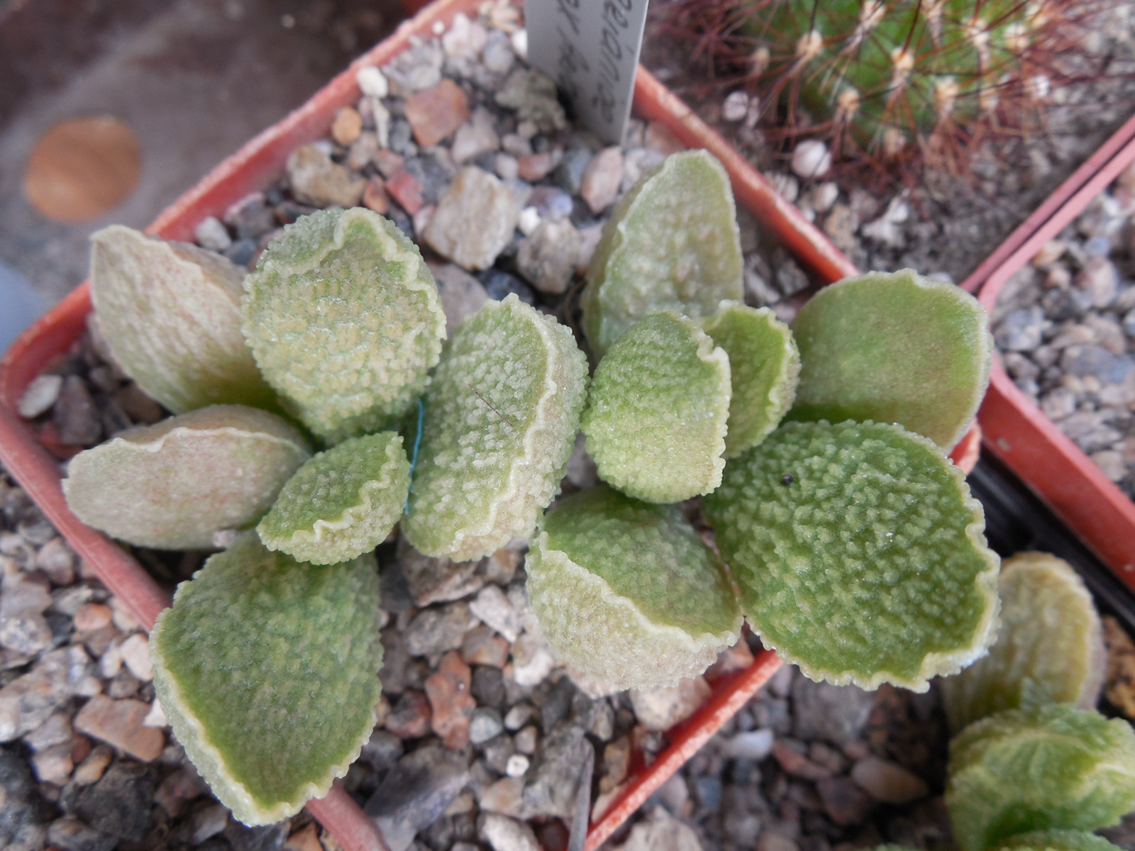 Adromischus marianiae cv. «Limax Arion»