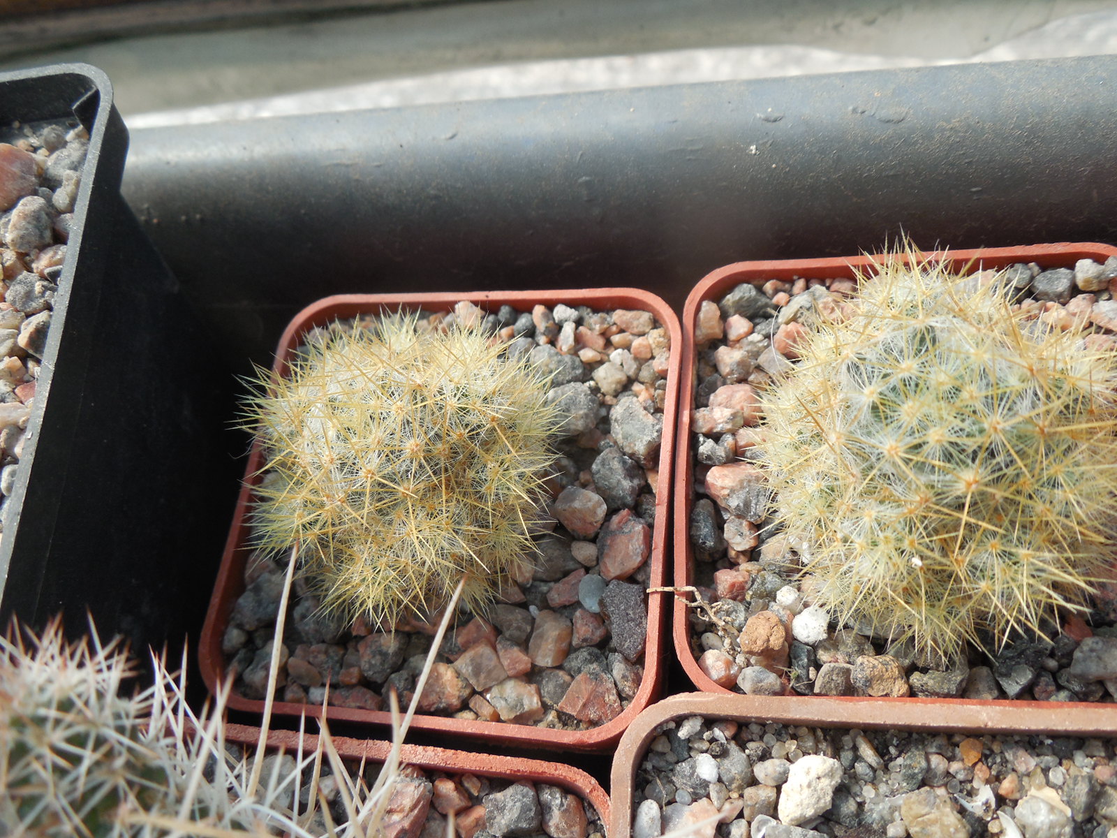 Mammillaria prolifera cv. "Lami Lode"